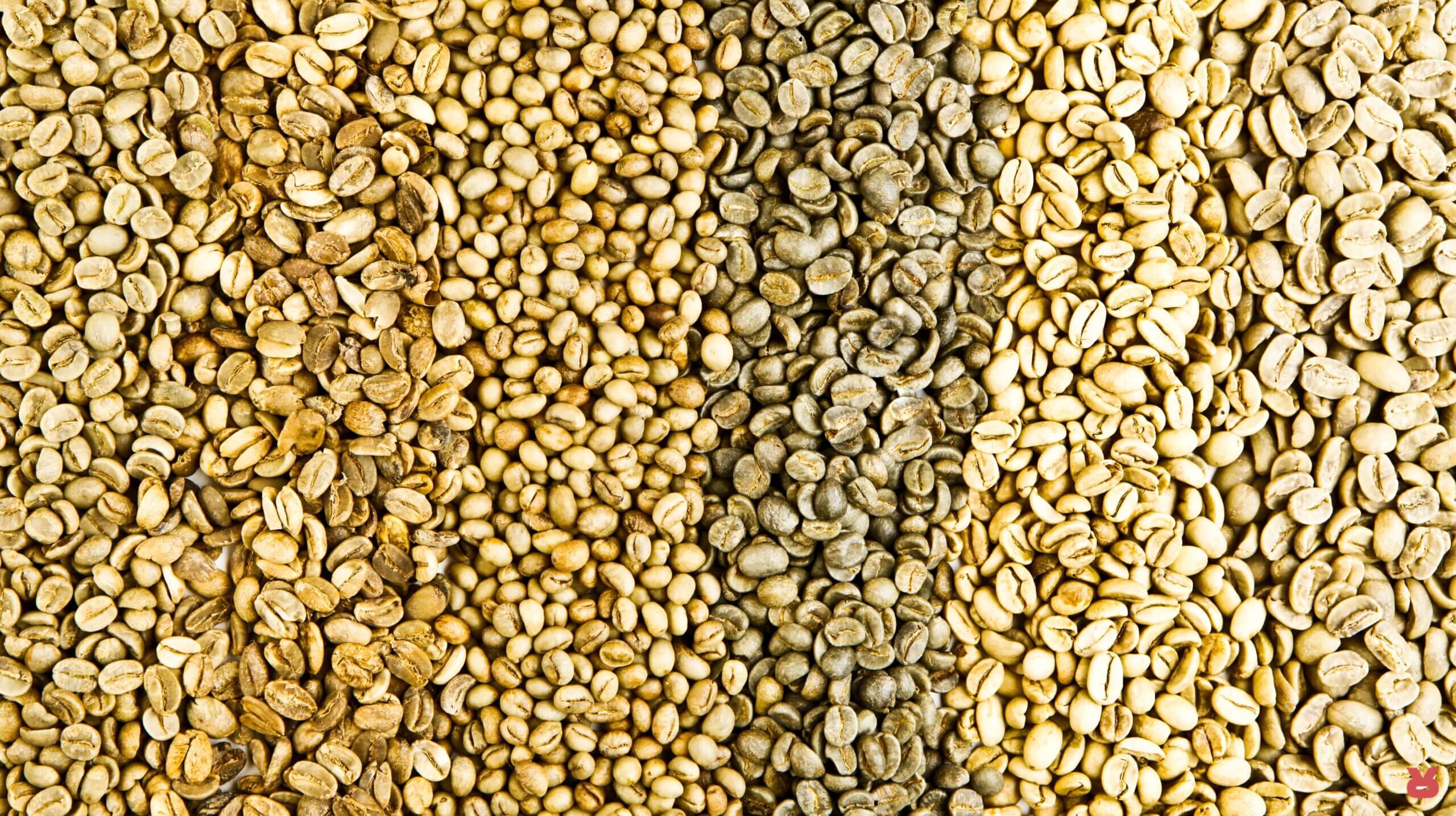 Rizopoulos Coffee Greek Secrets 02