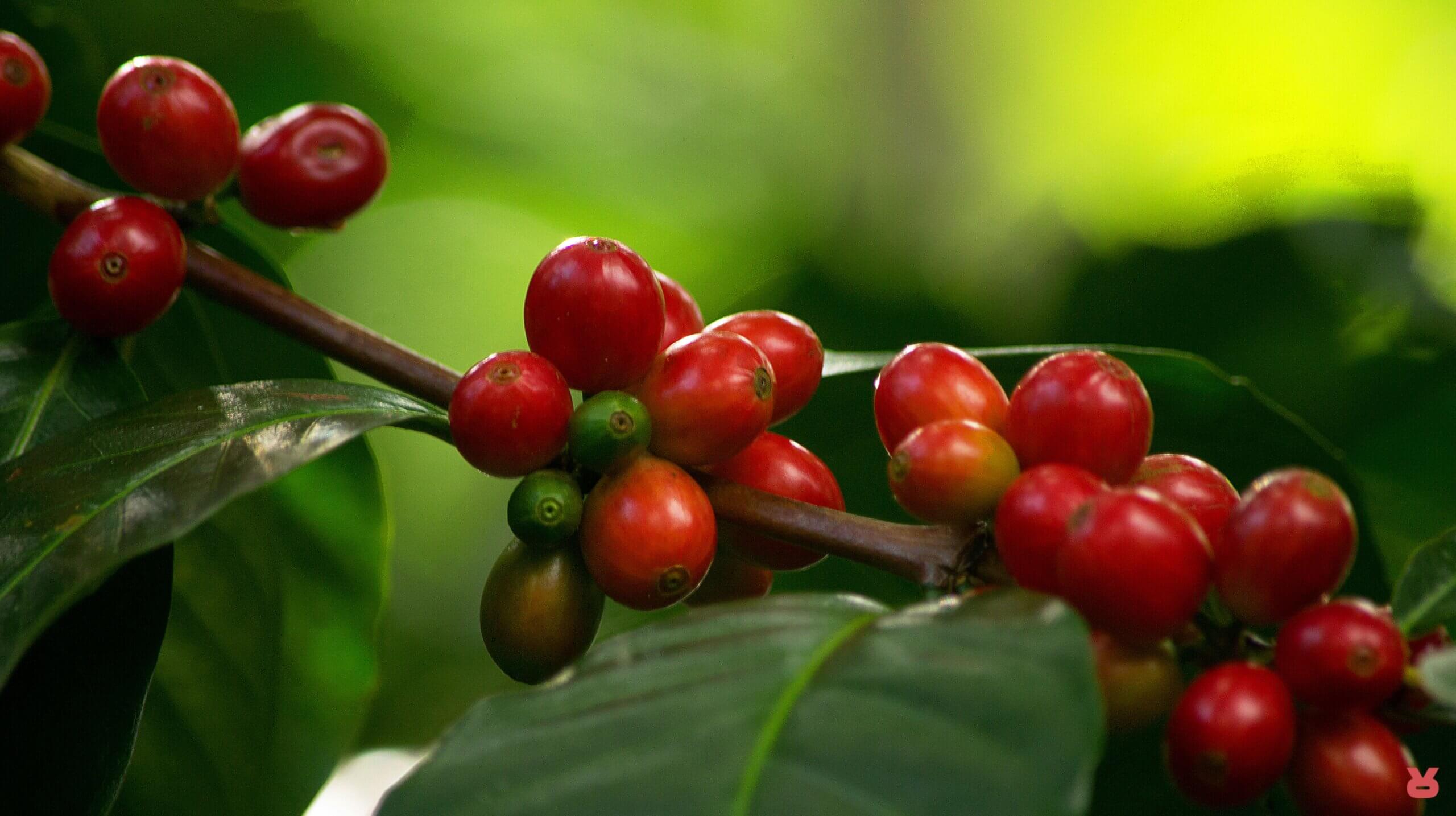 Rizopoulos Coffee Journey 04