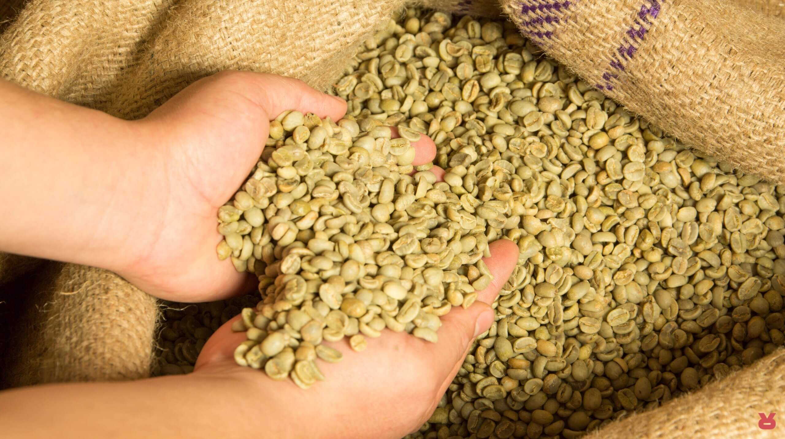 Rizopoulos Coffee Journey 06