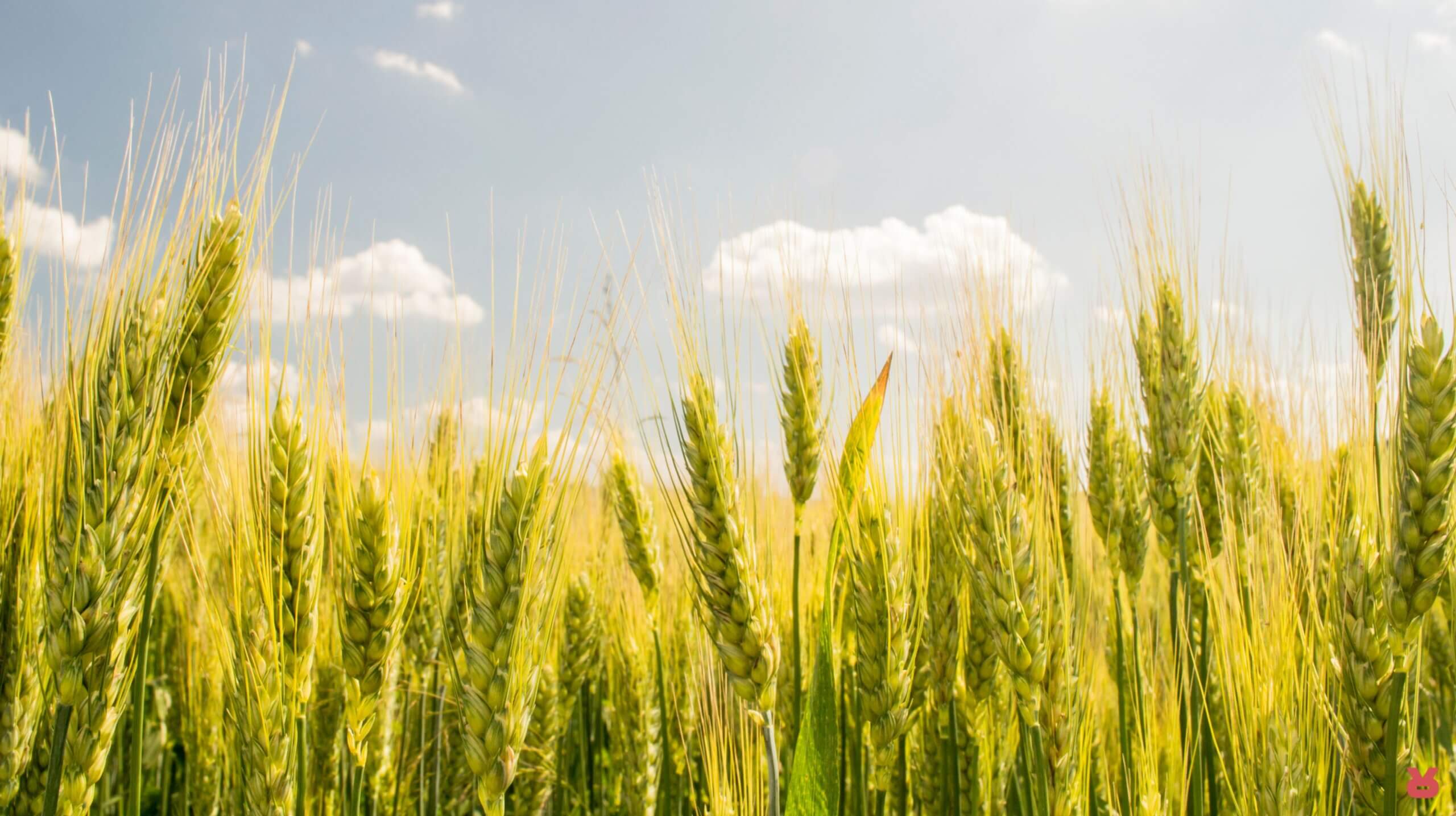 Υποκατάστατα καφέ