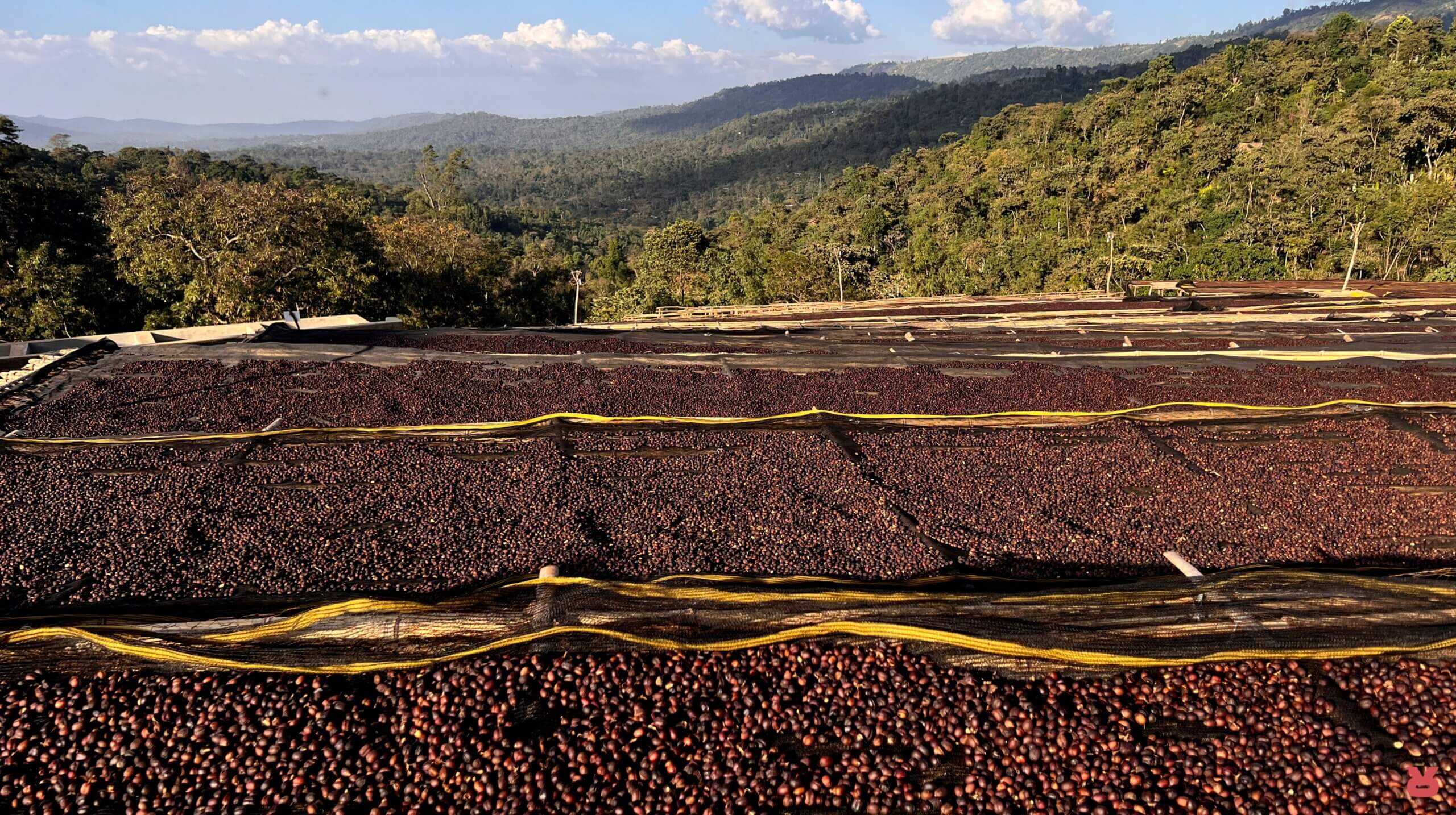 Rizopoulos Coffee Climate Change 02